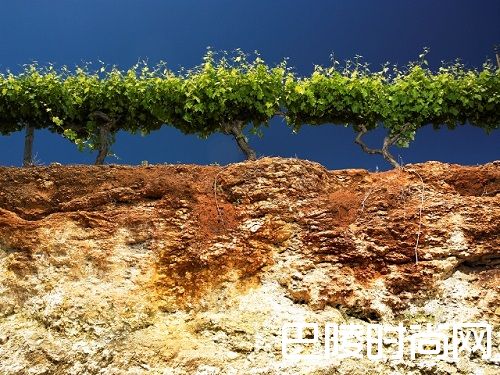 这些产区，它们的土壤很特别