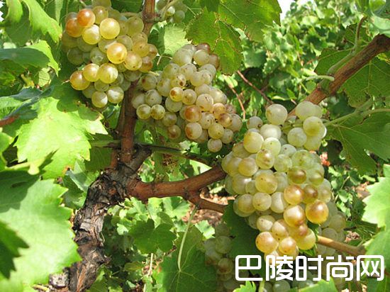 探秘歌海娜家族