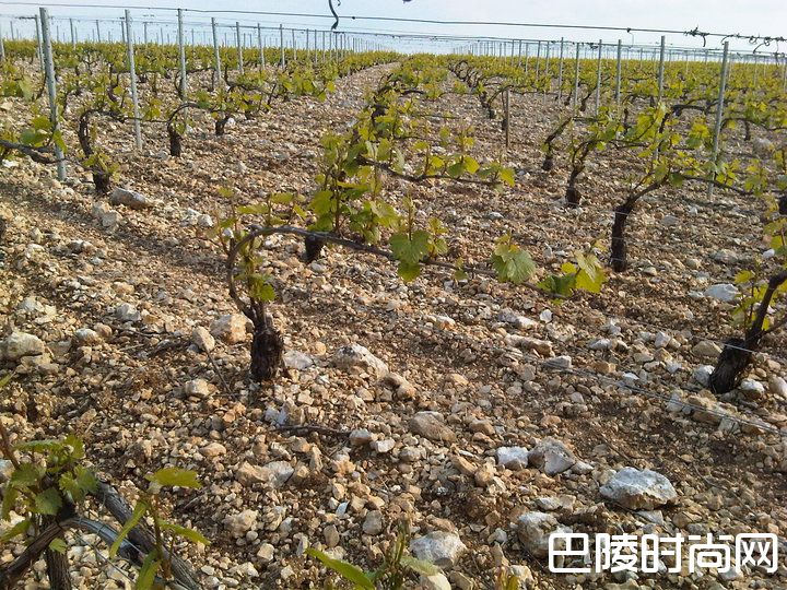 这些产区，它们的土壤很特别