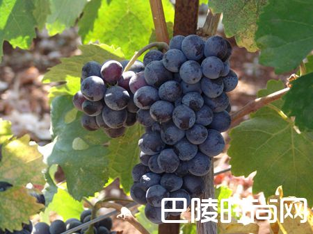 克里特岛本地品种的复兴 克里特岛本地品种的复兴