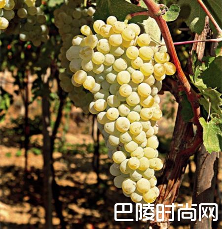 克里特岛本地品种的复兴