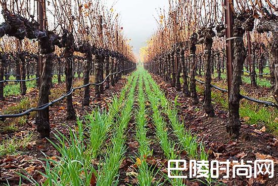 葡萄园抗寒大作战