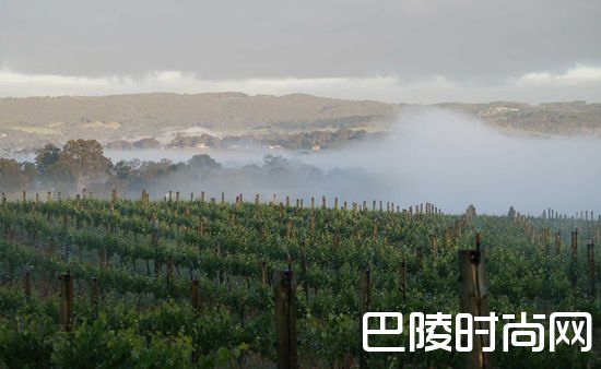 葡萄园抗寒大作战