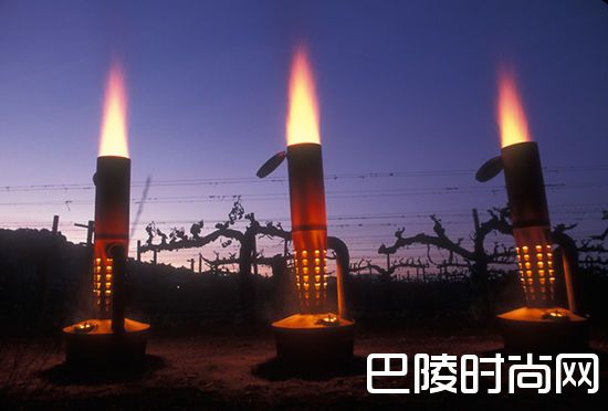 葡萄园抗寒大作战