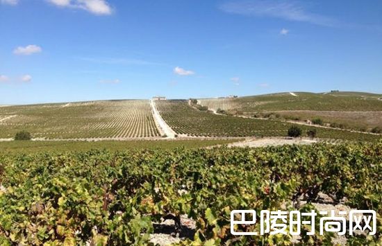 关于雪莉葡萄园的10个事实