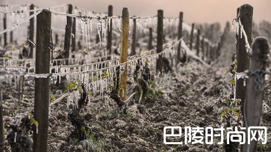 葡萄园抗寒大作战