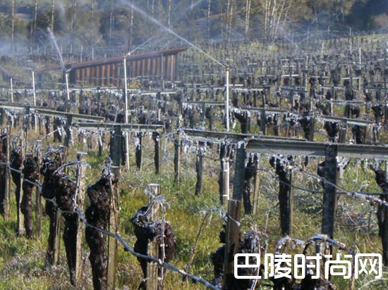 葡萄园抗寒大作战