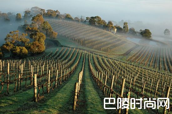 葡萄园抗寒大作战