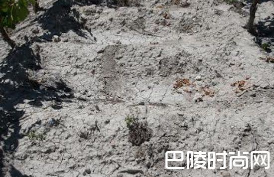 关于雪莉葡萄园的10个事实