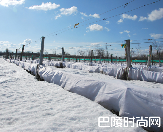 葡萄园抗寒大作战