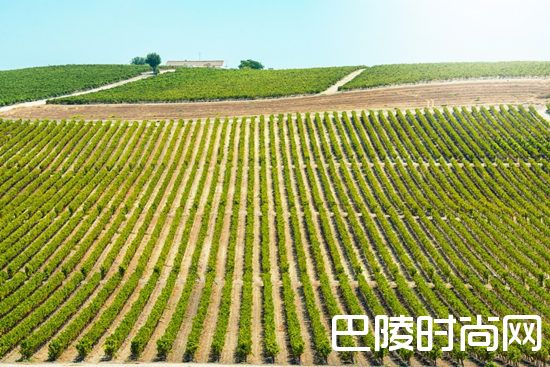 关于雪莉葡萄园的10个事实