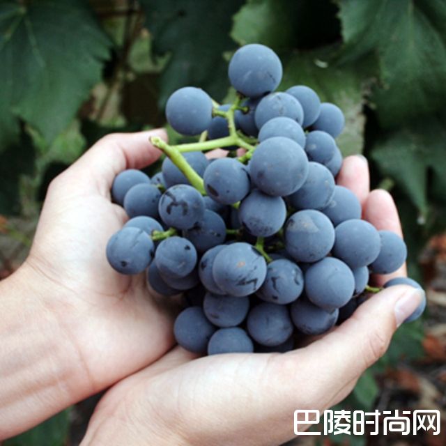 小众品种：黑莫斯卡托