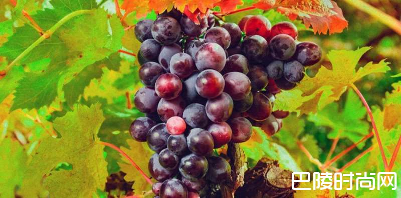 小众品种：黑莫斯卡托