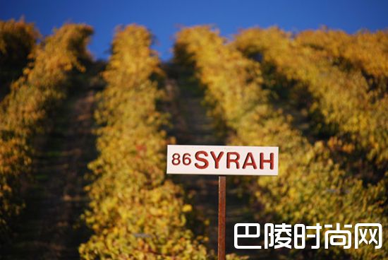 看完这篇，还说你不懂西拉？