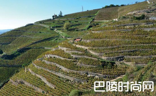 看完这篇，还说你不懂西拉？