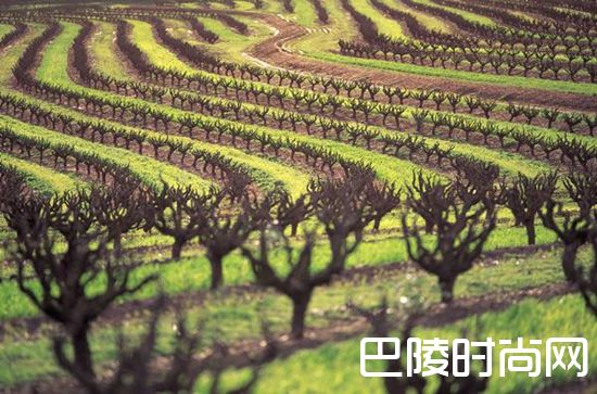 看完这篇，还说你不懂西拉？