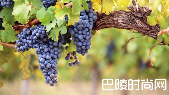 看完这篇，还说你不懂西拉？