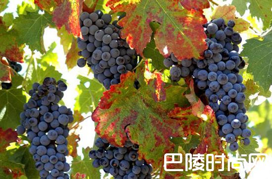 探秘加州仙粉黛 探秘加州仙粉黛