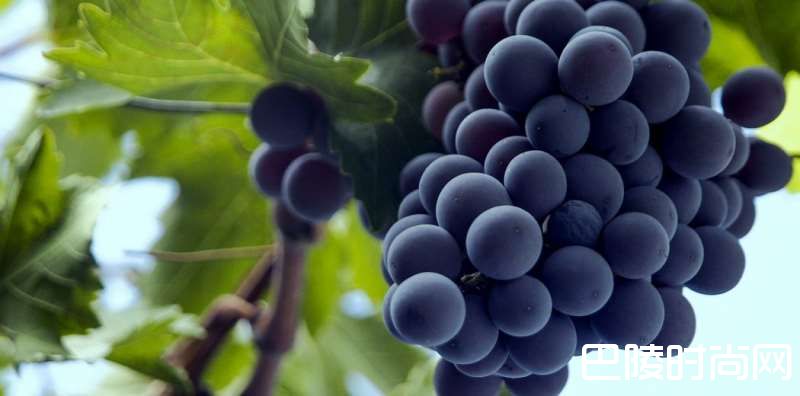 一文带你认识神索