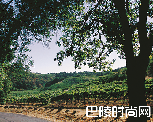 到底有多少个“索诺玛”? 到底有多少个“索诺玛”?