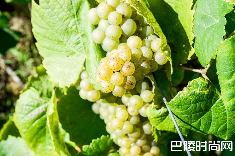 这一站，“法国花园”卢瓦尔河谷