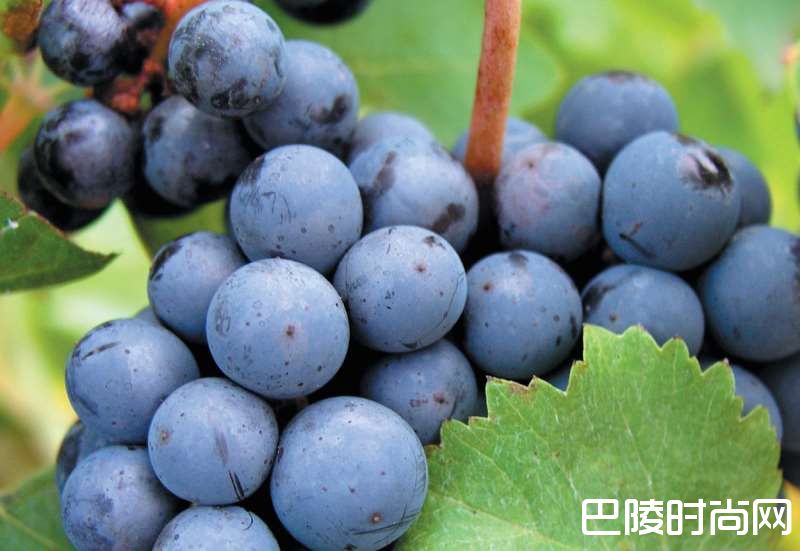 这一站，“法国花园”卢瓦尔河谷