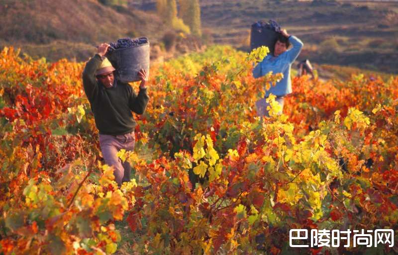 什么影响着葡萄酒的品质？