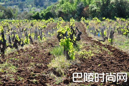 什么影响着葡萄酒的品质？