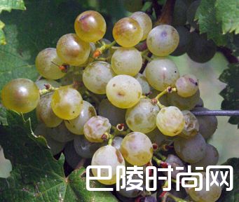 浅谈格鲁吉亚常见的6个本地葡萄品种