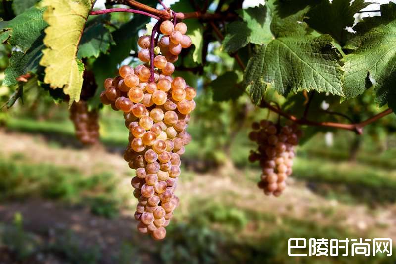 浅谈格鲁吉亚常见的6个本地葡萄品种