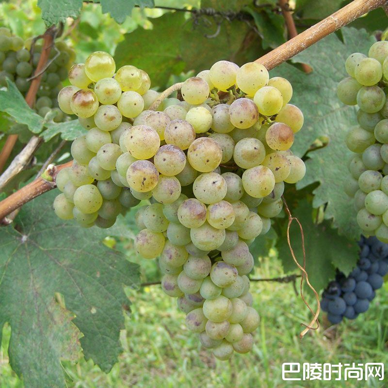 浅谈格鲁吉亚常见的6个本地葡萄品种