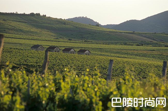 产区也申遗?有酒有景还有人文底蕴! 产区也申遗?有酒有景还有人文底蕴!