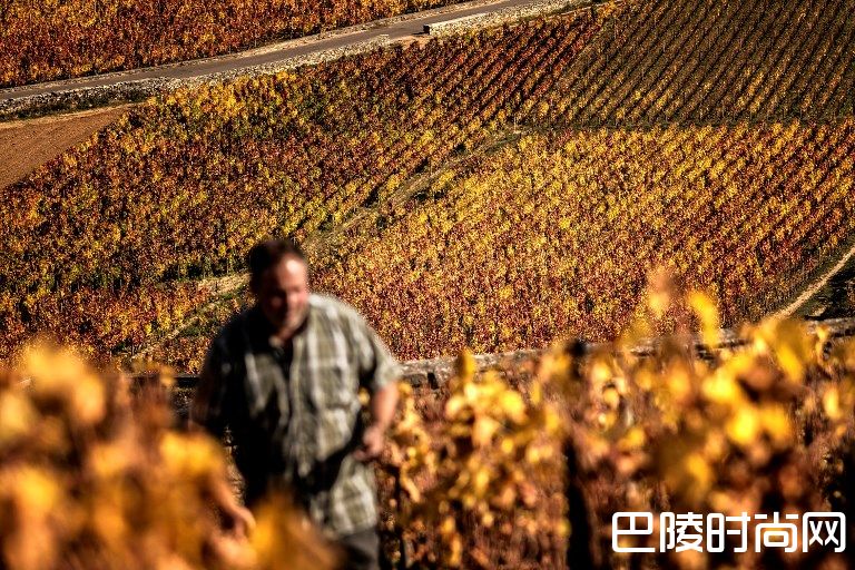 法国葡萄酒及烈酒出口再创新高