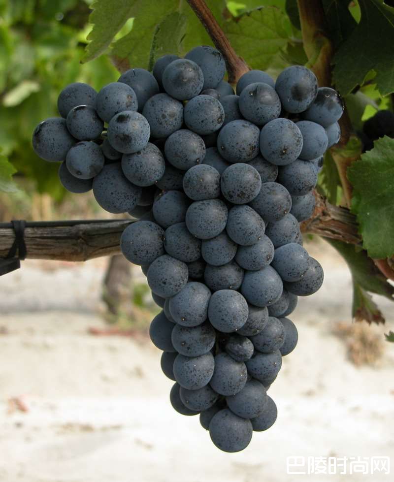 浅谈格鲁吉亚常见的6个本地葡萄品种