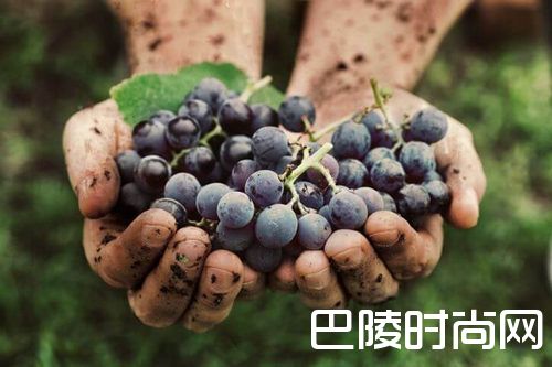 土壤学和土壤生态学如何影响葡萄栽培