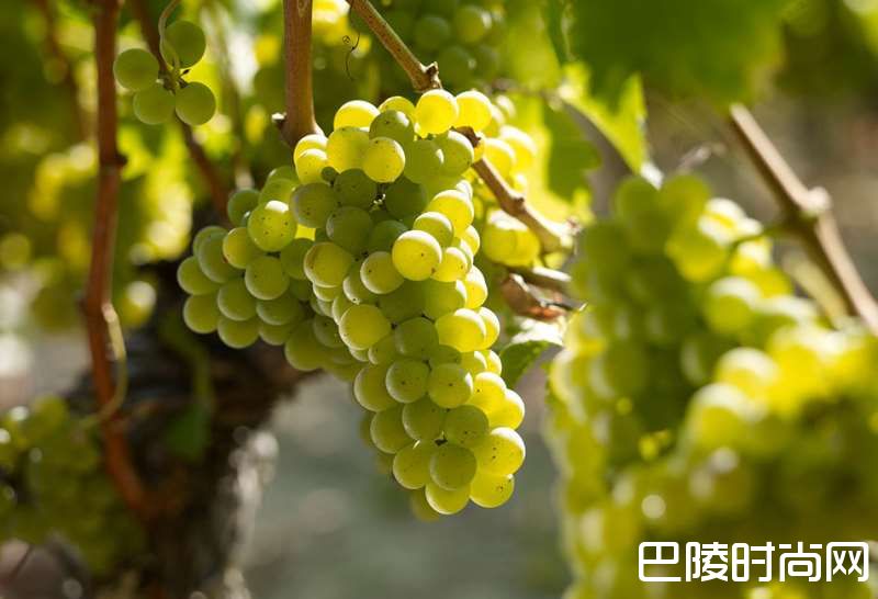 波尔多,干白也精彩 波尔多,干白也精彩