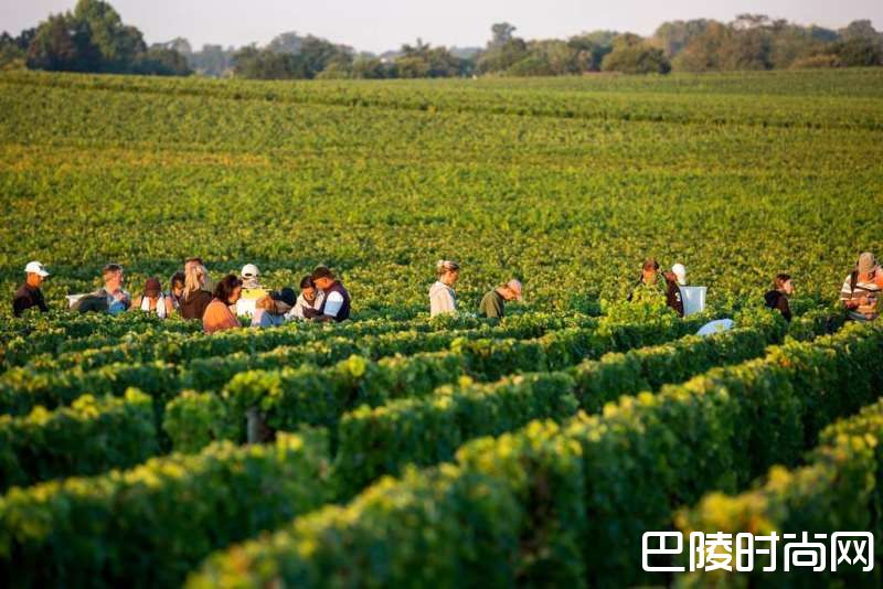 波尔多，干白也精彩