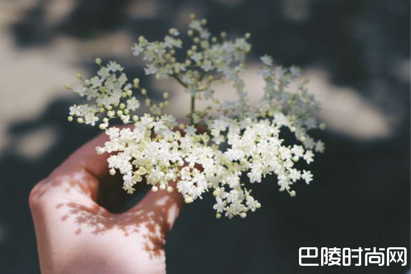 花香袭人,酒中亦可觅芳踪 花香袭人,酒中亦可觅芳踪