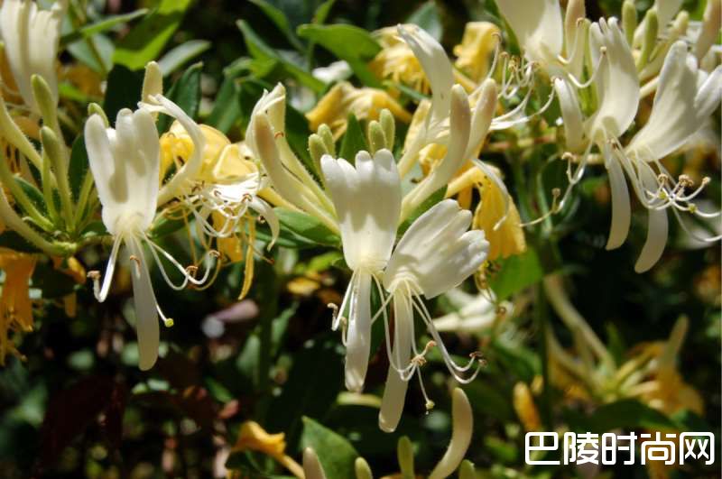 花香袭人，酒中亦可觅芳踪