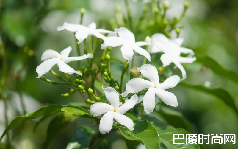 花香袭人，酒中亦可觅芳踪