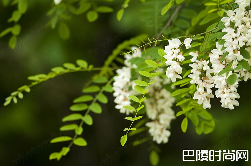 花香袭人，酒中亦可觅芳踪
