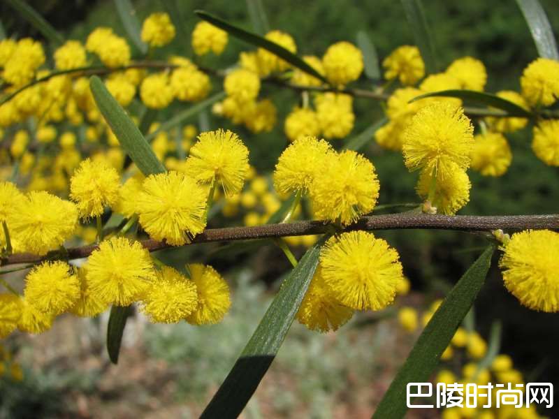 花香袭人，酒中亦可觅芳踪