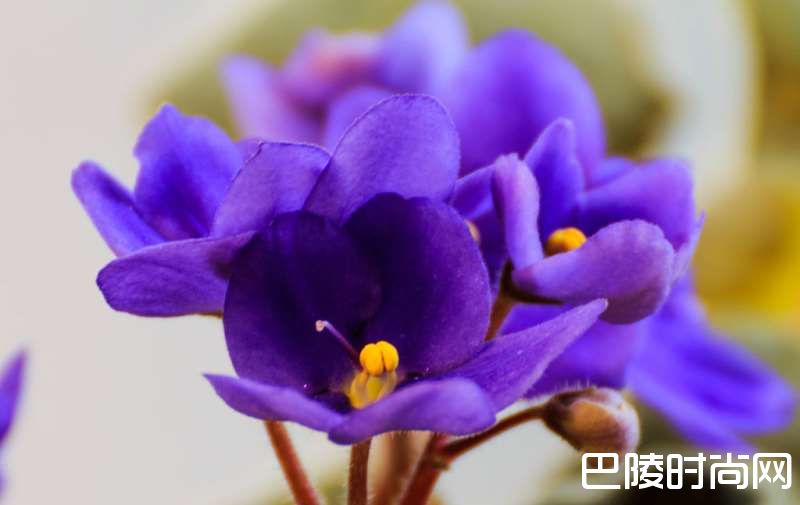 花香袭人，酒中亦可觅芳踪