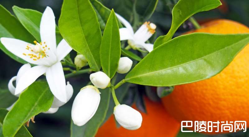 花香袭人,酒中亦可觅芳踪 花香袭人,酒中亦可觅芳踪