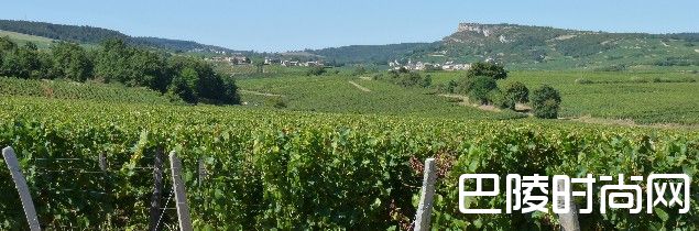 普伊-富赛有望拥有最多22个一级园 普伊-富赛有望拥有最多22个一级园