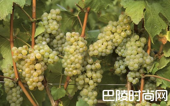 普利亚：特色品种正流行