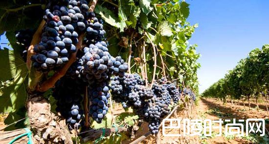 普利亚：特色品种正流行