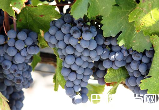 葡萄酒里的单宁来自哪里？