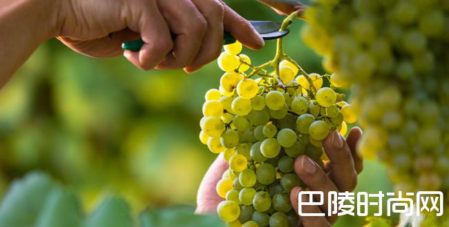 除了法国，世界其他产酒国你了解多少？