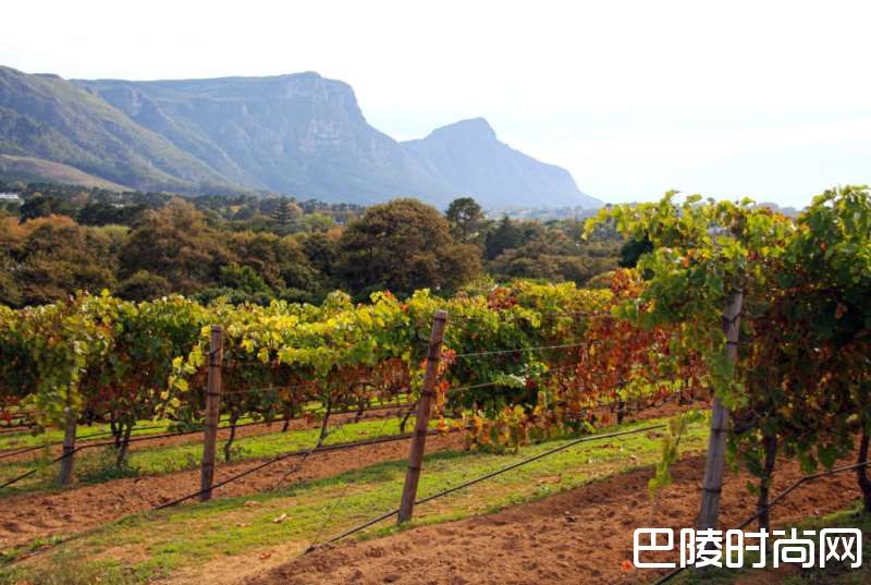 开普敦水荒，南非葡萄酒何去何从？